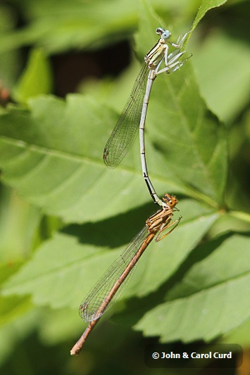 J01_3618 Platycnemis latipes tandem.JPG